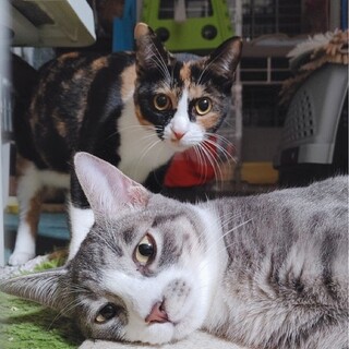 ２匹一緒に！パプリカ兄妹