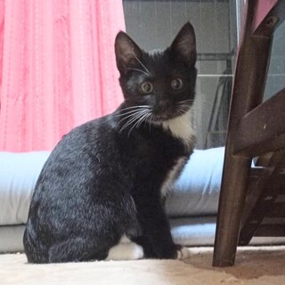 ゆずり葉、里親さま決定！ありがとうございました♥️