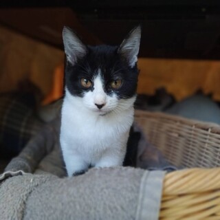 サンバ、里親さま決定！ありがとうございました♥️