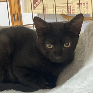 悠月、里親さま決定！ありがとうございました♥️