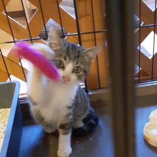 多賀、里親さま決定！ありがとうございました♥️