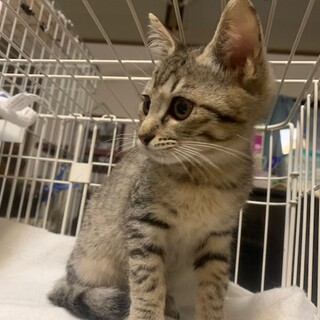 可愛いごろスリ砂色ニャンコ ポパイ君去勢済