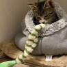 ぬいぐるみ？まあるいお顔の子猫ペア サムネイル4