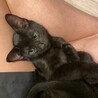 ぬいぐるみ？まあるいお顔の子猫ペア サムネイル7