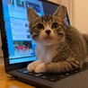ぬいぐるみ？まあるいお顔の子猫ペア サムネイル5