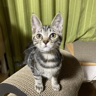 アメショMIX　超甘えん坊　ダイ君　3ヶ月半