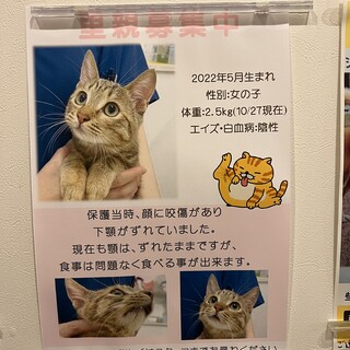 生後6ヶ月の甘えん坊の茶トラの女の子