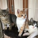 真ん中、茶白くん募集です