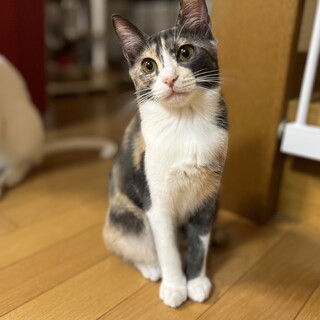 パステル三毛のニナ