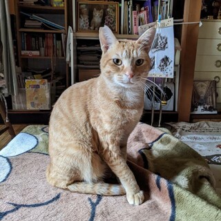 よく遊ぶチャチャくん