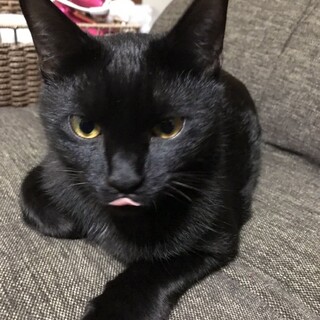 おしゃべり大好きくーくん