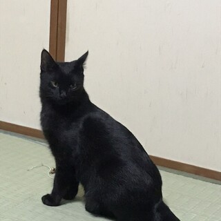 おっとり穏やかろんくん