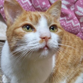 甘えん坊の大河くん