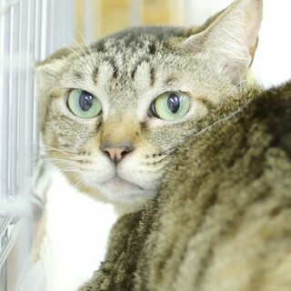 おっとり穏やかなキジ女子♪