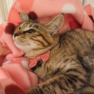 ベンガル柄のサビ猫