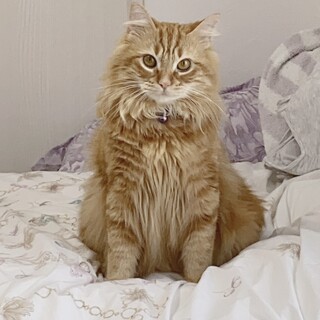 3才美形なアメショくん