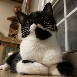 再募集　金色の瞳と幸せを引き寄せる鍵しっぽ