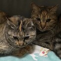 キジトラ成猫メス