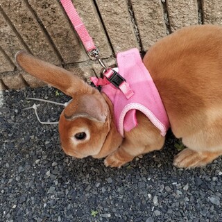 ＜引渡決定＞ミニうさぎ4歳女のコ