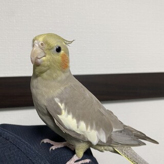 大切に可愛がってあげられる方、お願いします。