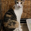 綺麗な三毛猫さん♡