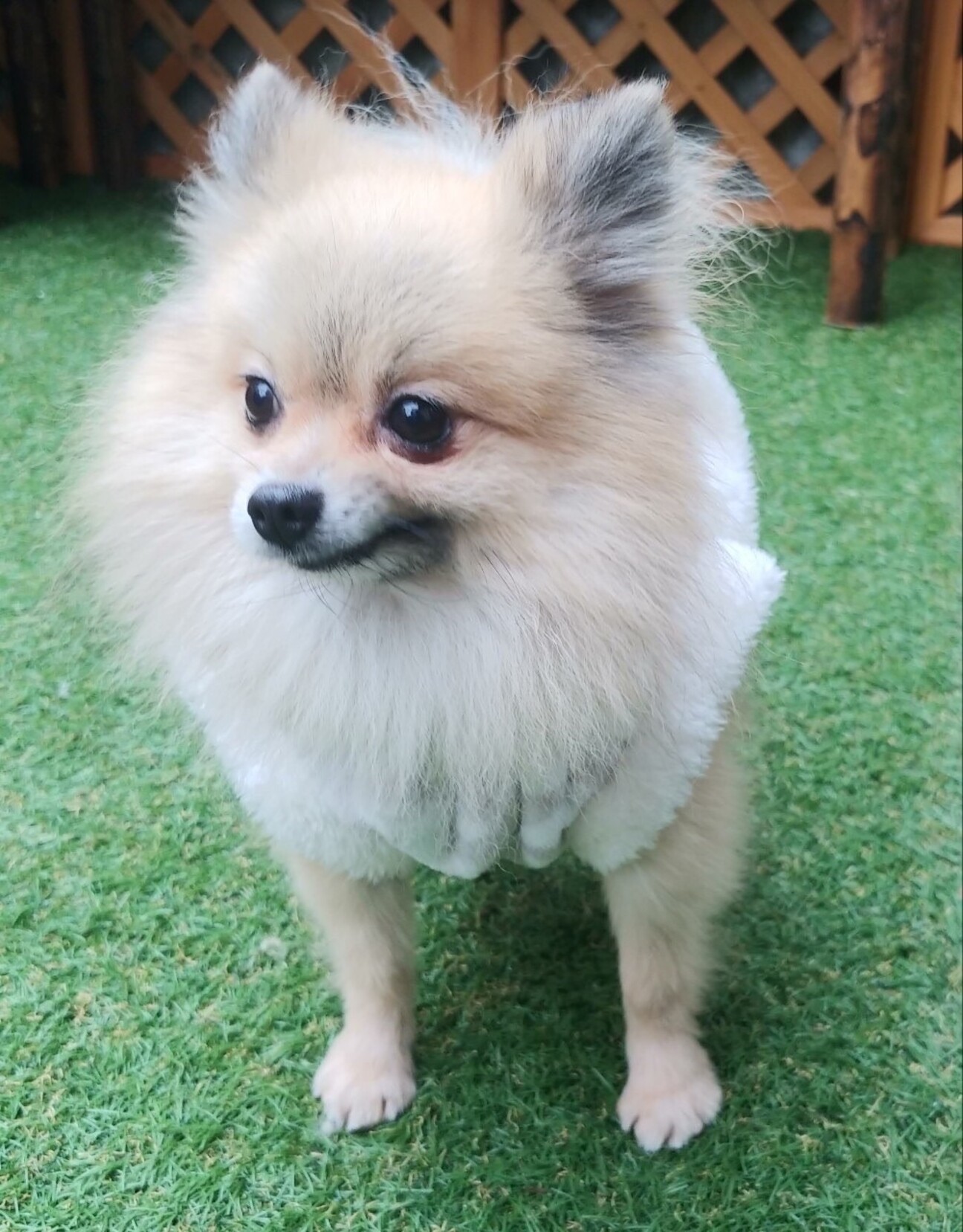 ⭐︎専用⭐︎ ポメラニアンの足様 楽天市場】JXK 099 1/6 ポメラニアン : 莫属フィギュア