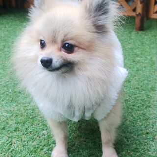 1歳くらい　ポメラニアンのスペード君