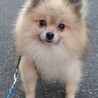 1歳くらい　ポメラニアンのスペード君 サムネイル2