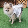 1歳くらい　ポメラニアンのスペード君 サムネイル4