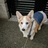 そねまい