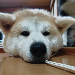 秋田犬 女の子 5歳