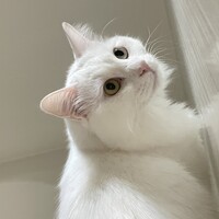 だいふく