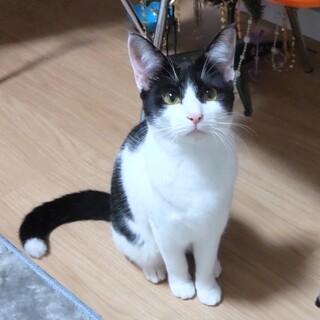 心優しいアメちゃん