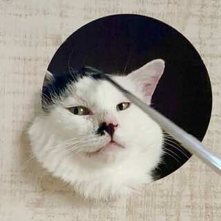 愛嬌たっぷり甘えん坊３頭身の元ボス猫