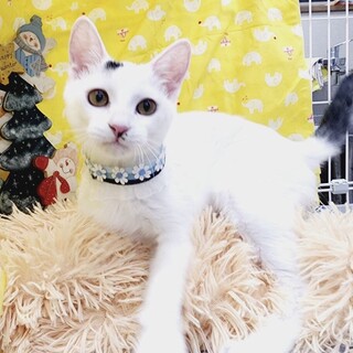 【12/11東日本橋】愛くるしさ満点♡ソルくん