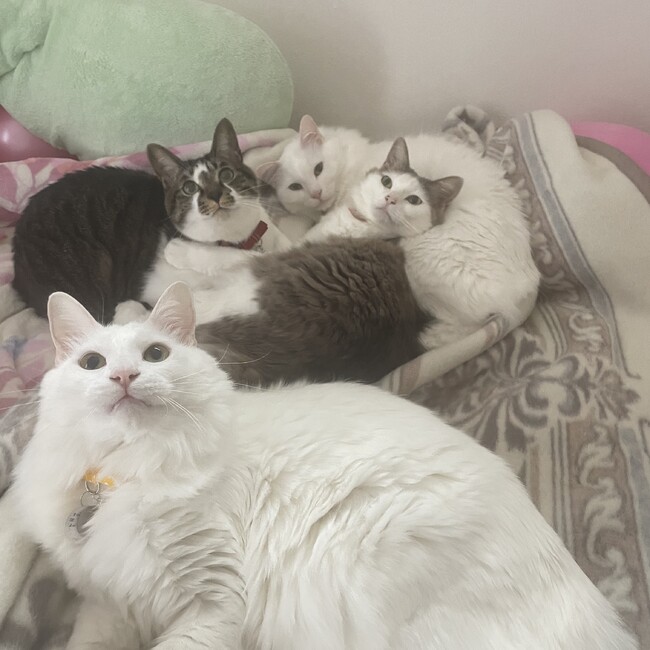 もえもえぴぴぴのカバー写真