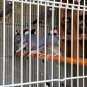 文鳥(1～2歳)、訳があり手放すことにしました。