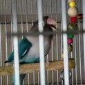 ブルーボタンインコ 雄