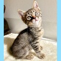 甘めの顔立ちが愛らしい美少女キジ子猫♡亜美ちゃん