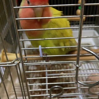 コザクラインコ　2歳