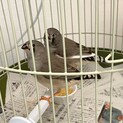 可愛い兄妹のキンカチョウ水浴びも覚えました