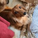 4歳のダックス里親緊急募集