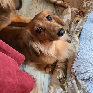 4歳のダックス里親緊急募集