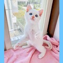 ボンボンファミリー☆美男子ドラジェ君　2匹譲渡条件