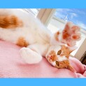 猫初心者○マイペースな性格食いしん坊キャラメル君