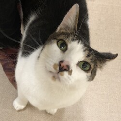 保護犬猫の譲渡会 in せとうちドッグパーク