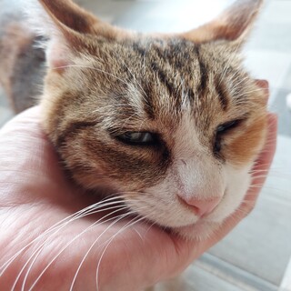 猫の休憩所☆わらび♀