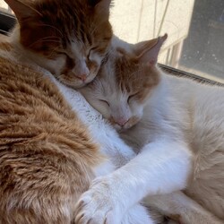 幸せをつなぐ会 サムネイル3