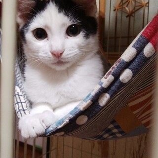 僕はコスモです！！