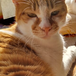 猫の休憩所☆ノビル